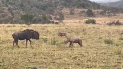 Tank puppy playfully charging a wildebeest before running back to mom