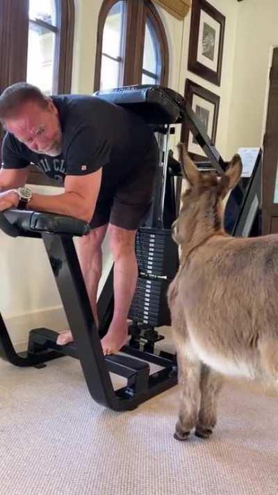 The only way to do donkey raises