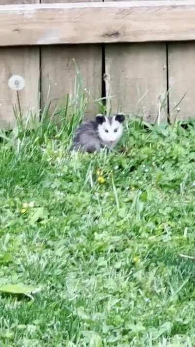 Tiny opossum hanging out in my yard, he’s so little!