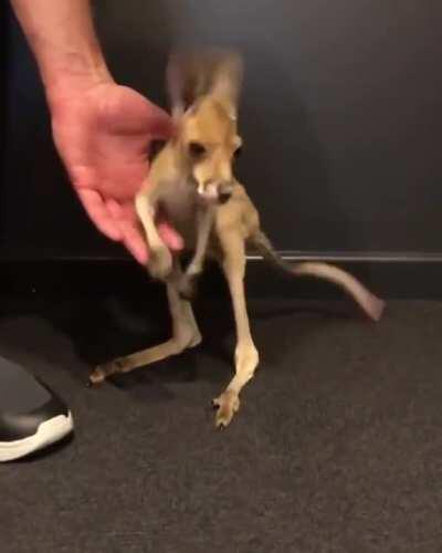 This tiny little joey practicing their hops for the first time