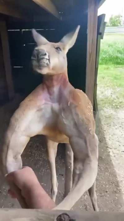 The build of this Kangaroo