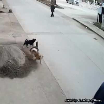 Stray dog saves his buddy's life