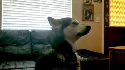 Mad Malamute After Bath Won't Look At Mom