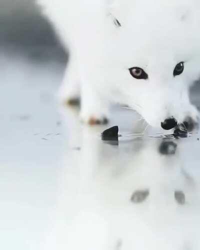 This Arctic Fox with heterochromial eyes