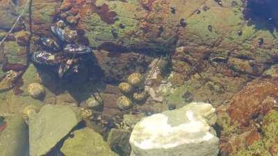 The way the sea is alive with little critters. Look closely and you'll notice movement everywhere.