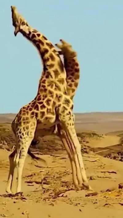 Ever seen a giraffe fight?