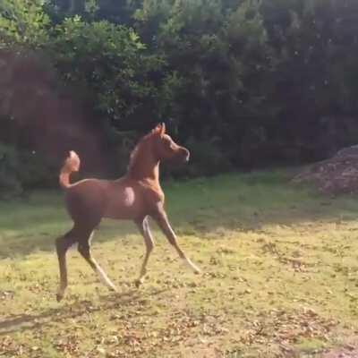 This trotting little horse