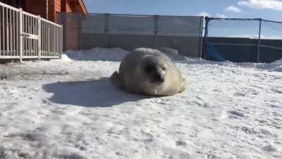 Floppy seal comeing at you