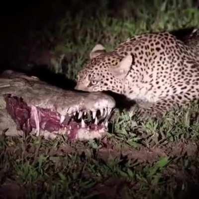 🔥 Leopard eats right out a Crocodiles mouth.