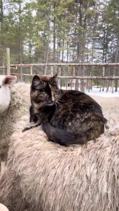 Cat makes bed on sheep