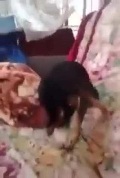 A chihuahua sucks his own dick