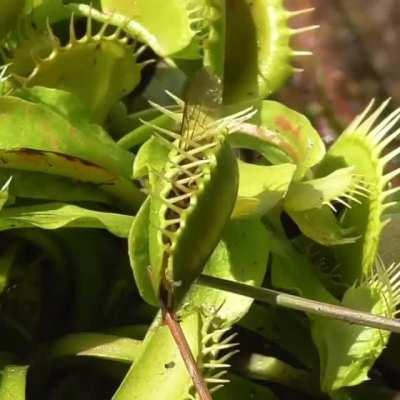 🔥 Venus fly trap gives a yellow jacket a life sentence 🪰