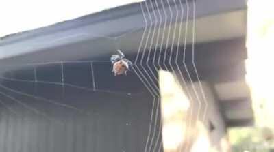 This Spider Weaving a Web