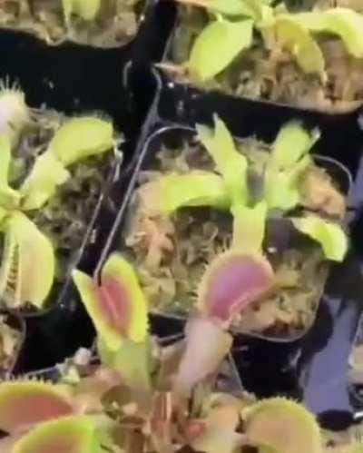 Feeding Carnivorous plant with a mosquito