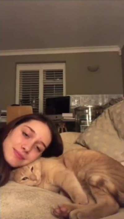 Cat literally turns to snuggle