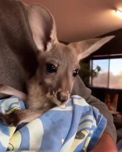 Baby kangaroo