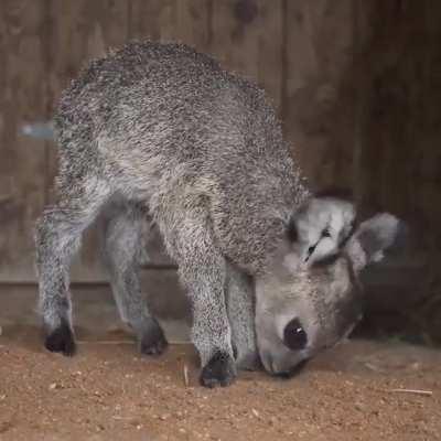 This recently-born Antelope in Florida.