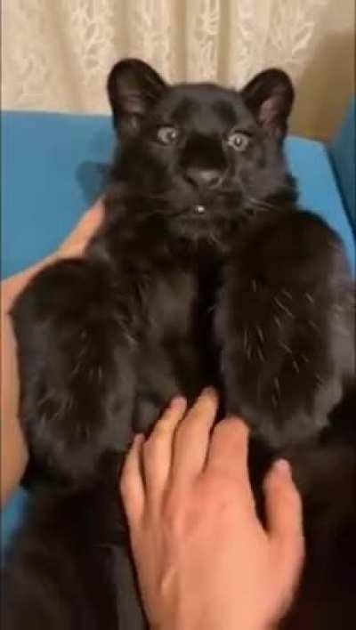 Smol black panther