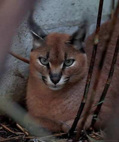 Caracal working the ears