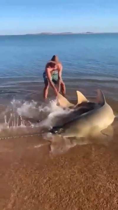 A beautiful but dangerous sawfish