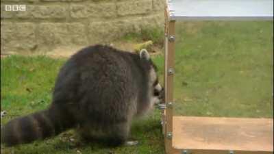 Testing a Raccoon's 'Burglar' ability by getting through locked compartments