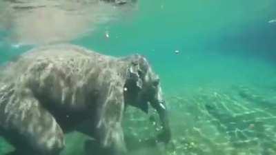 Oregon Zoo shared some cool footage today of 1 of their Elephants taking a dip in the pool