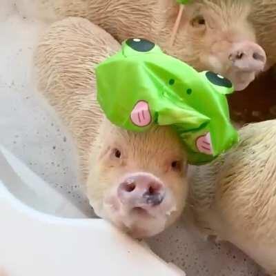 Five pigs and a pug dressed as frogs, taking a bath