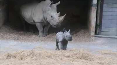 Baby Rhino was recently born at Auckland Zoo