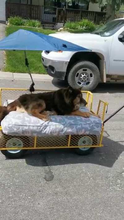 I adopted Francis (14yrs) last year and I've posted a few times about our journey together. I bought a cart for him last week so he could feel the wind on his face and two fellow Redditors, Ryan and Jill (all the way from California!) sent him the coolest