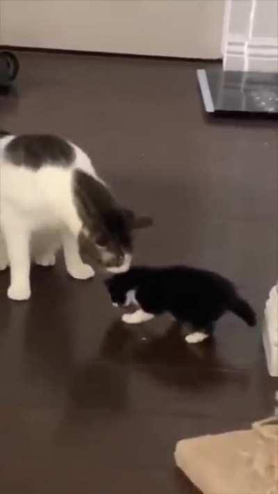 Kitten adopts the same cat behavior once he becomes an adult