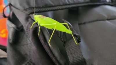 Dancing leaf bug! Had a dancing twig bug do the same thing a year ago!!