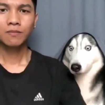 Doggo's reaction on a magic trick