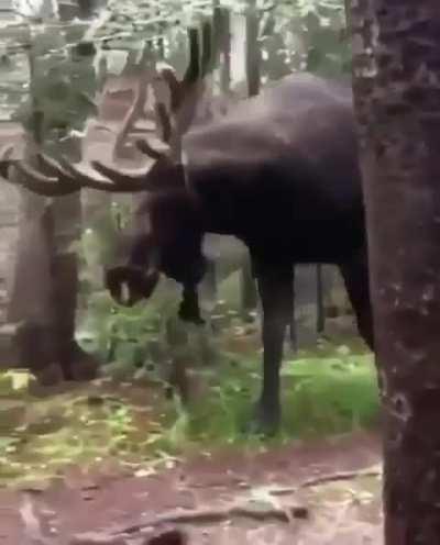 🔥 Moose are magnificent beasts!