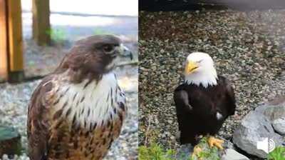 What a bald eagle actually sounds like. Compared to a red tailed hawk whose call is often used by Hollywood to represent eagles.