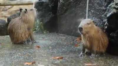 Capybaras enjoying hot springs in Japan