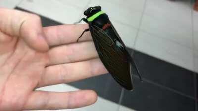 🔥 Giant colorful cicada