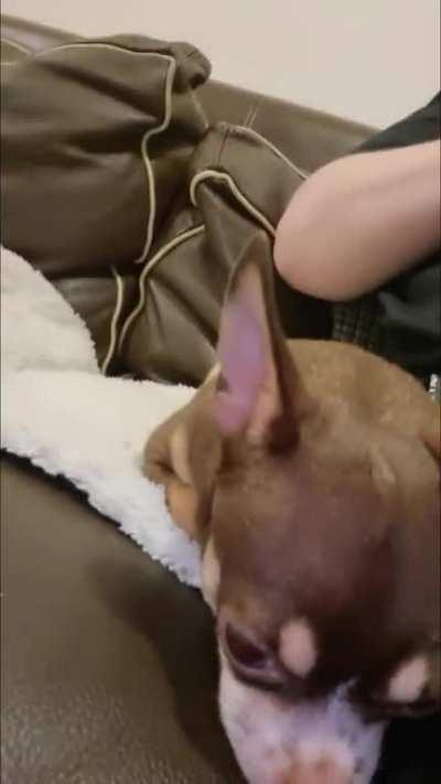 Sleeping a chihuahua