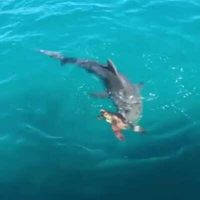 Turtle defending itself from a tiger shark attack by hitting it shell-first