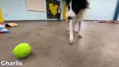 Dogs trust Ireland, the dogs get to chose their teddy for Xmas