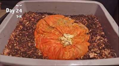 Worms decomposing pumpkin