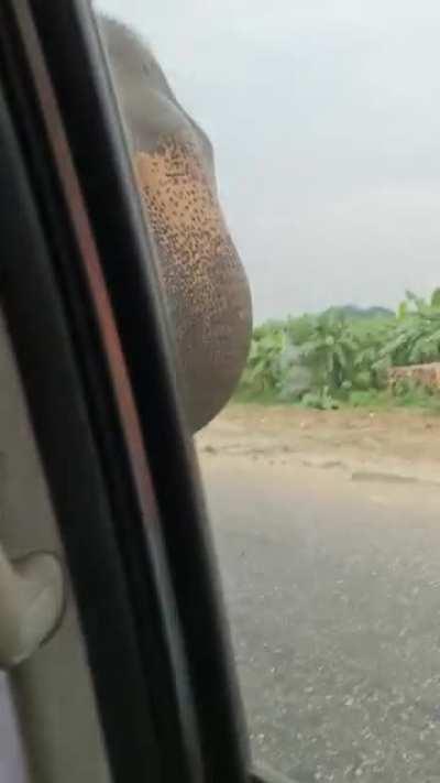 Just an elephant casually collecting the highway toll