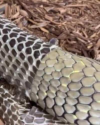 🔥 King Cobra shedding its skin