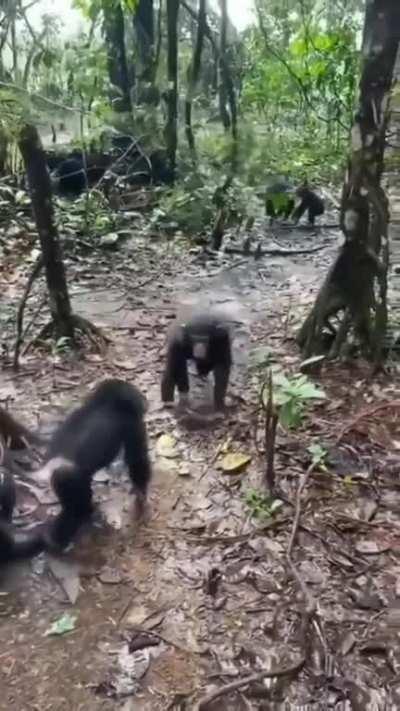 Baby chimps welcoming new members to the Liberian Chimp Rescue Sanctuary