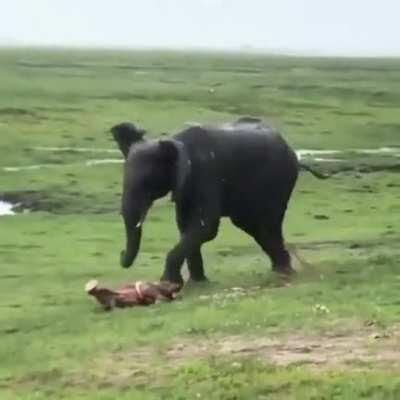 Elephant delivered a baby, the whole herd went into celebration