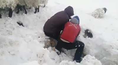 Shepherds rescuing sheep buried after heavy snowfall in the Basque mountains of Spain.