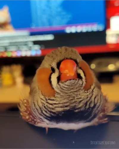 My finch loves getting his cheeks rubbed [OC]