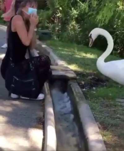 Animal manages to put mask on on human.