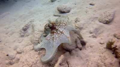 Octopus in Playa Piskado 8/18/2019