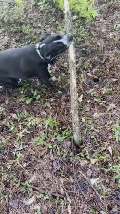 My dog loves tug-o-war and found someone or something that will always play with her!