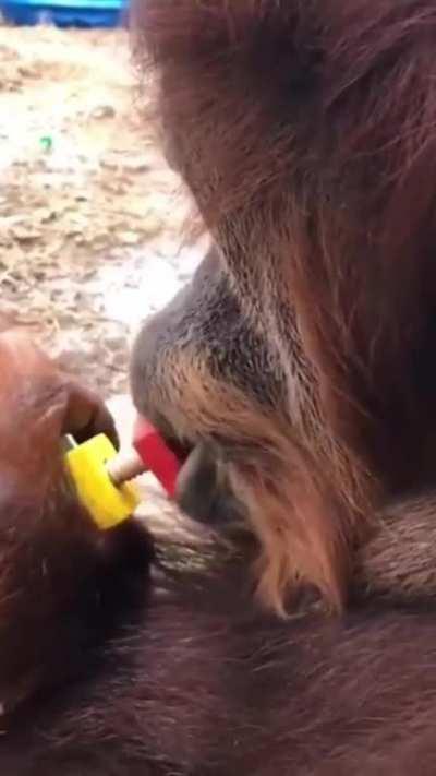 Orangutan uses its lips to tighten the nut